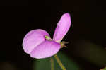 Desmodium